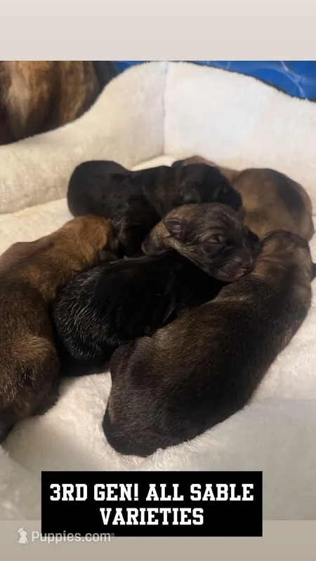 Newbies, a male German Shepherd Dog and Caucasian Ovcharka for sale in Golden Valley, MN – Photo 1 of 3