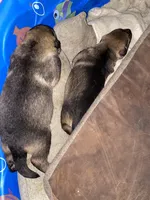 Newbies, a male German Shepherd Dog and Caucasian Ovcharka for sale in Golden Valley, MN – Photo 2 of 3