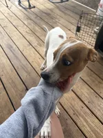 tuddy, a male Jack Russell Terrier and Beagle for sale in Notasulga, AL – 4 of 4