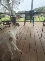 tuddy, a male Jack Russell Terrier and Beagle for sale in Notasulga, AL – 3 of 4