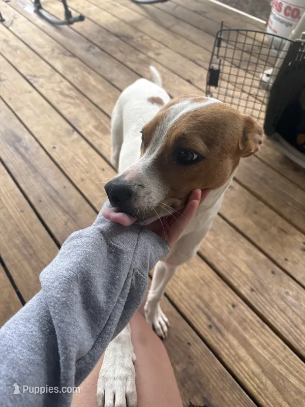 tuddy – Jack Russell Terrier, Beagle puppy for sale in Notasulga, AL