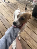 tuddy, a male Jack Russell Terrier and Beagle for sale in Notasulga, AL – 1 of 4