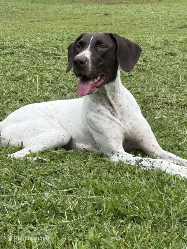 Goose – German Shorthaired Pointer puppy for sale in Notasulga, AL