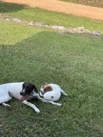 tuddy, a male Jack Russell Terrier and Beagle for sale in Notasulga, AL – 2 of 4