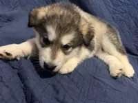 Barst, a male Alaskan Malamute for sale in Quarryville, PA – Photo 3 of 5
