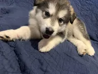 Barst, a male Alaskan Malamute for sale in Quarryville, PA – Photo 2 of 5