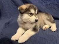 Barst, a male Alaskan Malamute for sale in Quarryville, PA – Photo 5 of 5