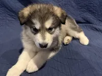 Barst, a male Alaskan Malamute for sale in Quarryville, PA – Photo 1 of 5