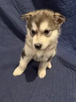 Brom, a male Alaskan Malamute for sale in Quarryville, PA – Photo 2 of 3