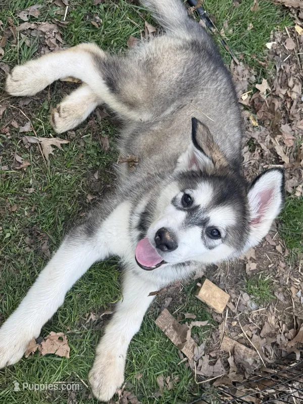 Brom – Alaskan Malamute puppy for sale in Quarryville, PA