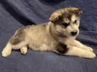 Brom, a male Alaskan Malamute for sale in Quarryville, PA – Photo 1 of 3