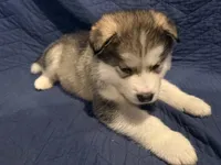 Orik , a male Alaskan Malamute for sale in Quarryville, PA – Photo 2 of 3