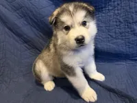 Orik , a male Alaskan Malamute for sale in Quarryville, PA – Photo 3 of 3