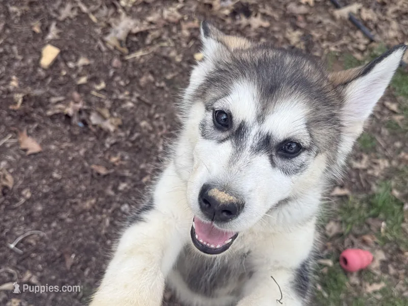 Maud – Alaskan Malamute puppy for sale in Quarryville, PA