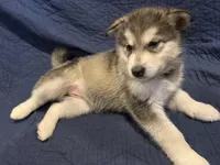 Maud, a female Alaskan Malamute for sale in Quarryville, PA – Photo 2 of 3