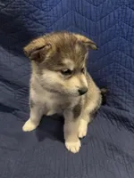 Maud, a female Alaskan Malamute for sale in Quarryville, PA – Photo 1 of 3