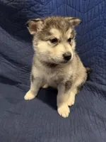 Maud, a female Alaskan Malamute for sale in Quarryville, PA – Photo 3 of 3