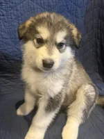 Beor, a male Alaskan Malamute for sale in Quarryville, PA – Photo 2 of 2