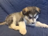 Beor, a male Alaskan Malamute for sale in Quarryville, PA – Photo 1 of 2
