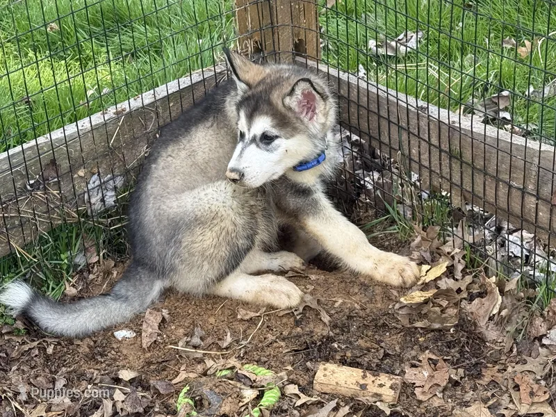 Beor – Alaskan Malamute puppy for sale in Quarryville, PA