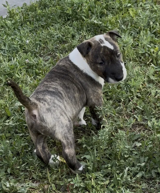 Chico – Bull Terrier puppy for sale in Colorado Springs, CO