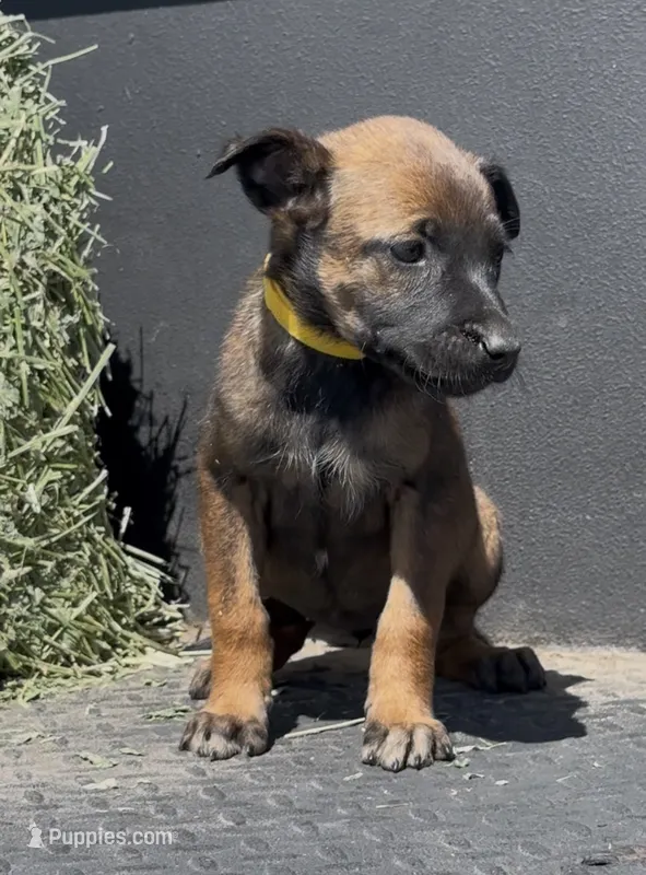 Yellow  – Belgian Malinois puppy for sale in Colorado Springs, CO