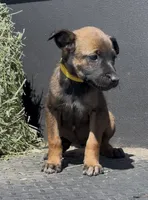 Yellow , a female Belgian Malinois for sale in Colorado Springs, CO – 1 of 1