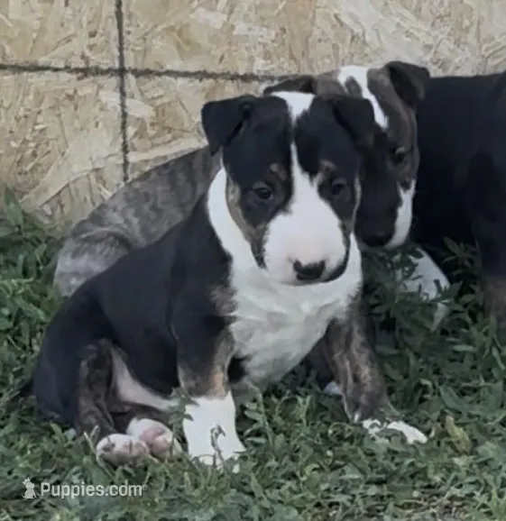 Felicia – Bull Terrier puppy for sale in Colorado Springs, CO