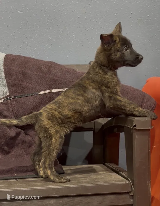 Wilma – Belgian Malinois, German Shepherd Dog puppy for sale in Colorado Springs, CO