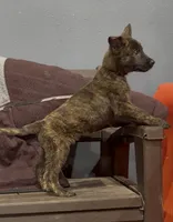 Wilma, a female Belgian Malinois and German Shepherd Dog for sale in Colorado Springs, CO – 1 of 1