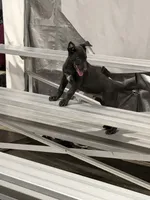 Jack , a male Belgian Malinois for sale in Colorado Springs, CO – 2 of 6