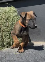 Orange , a male Belgian Malinois for sale in Colorado Springs, CO – 1 of 1