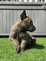 Scout, a male Dutch Shepherd for sale in Colorado Springs, CO – Photo 3 of 4