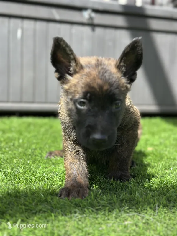 Scout – Dutch Shepherd puppy for sale in Colorado Springs, CO
