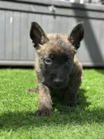 Scout, a male Dutch Shepherd for sale in Colorado Springs, CO – Photo 1 of 4