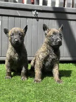 Scout, a male Dutch Shepherd for sale in Colorado Springs, CO – Photo 4 of 4