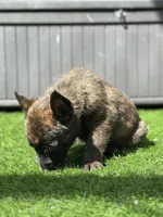 Scout, a male Dutch Shepherd for sale in Colorado Springs, CO – Photo 2 of 4