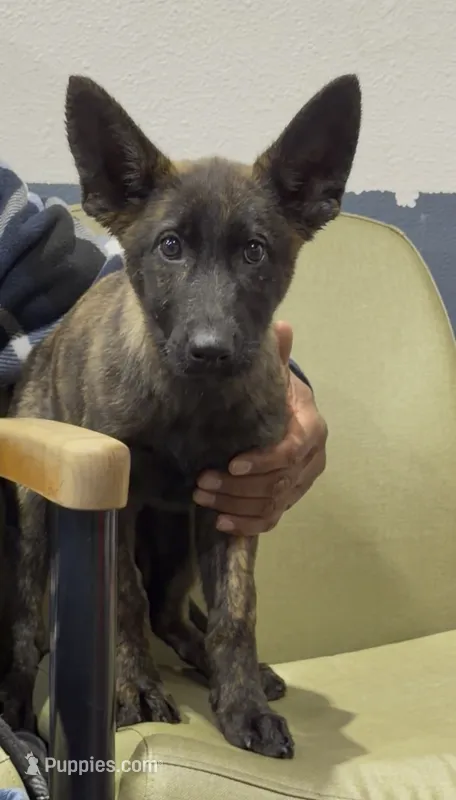 Wilma – Belgian Malinois, German Shepherd Dog puppy for sale in Colorado Springs, CO
