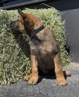 Black, a male Belgian Malinois for sale in Colorado Springs, CO – 1 of 1