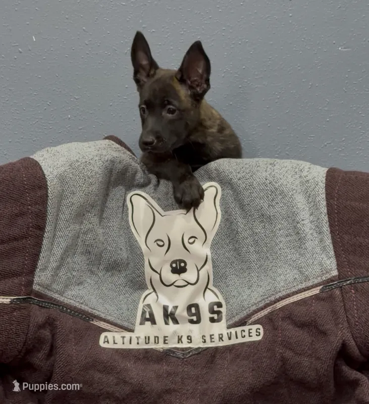 Zero – Belgian Malinois, German Shepherd Dog puppy for sale in Colorado Springs, CO
