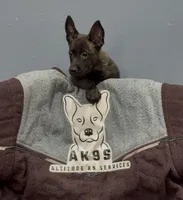 Zero, a male Belgian Malinois and German Shepherd Dog for sale in Colorado Springs, CO – 1 of 1