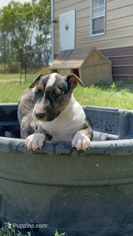 Lisa – Bull Terrier puppy for sale in Colorado Springs, CO