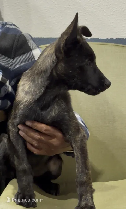 Butch – Belgian Malinois, German Shepherd Dog puppy for sale in Colorado Springs, CO