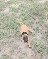 Blue , a male Belgian Malinois for sale in Colorado Springs, CO – 2 of 2