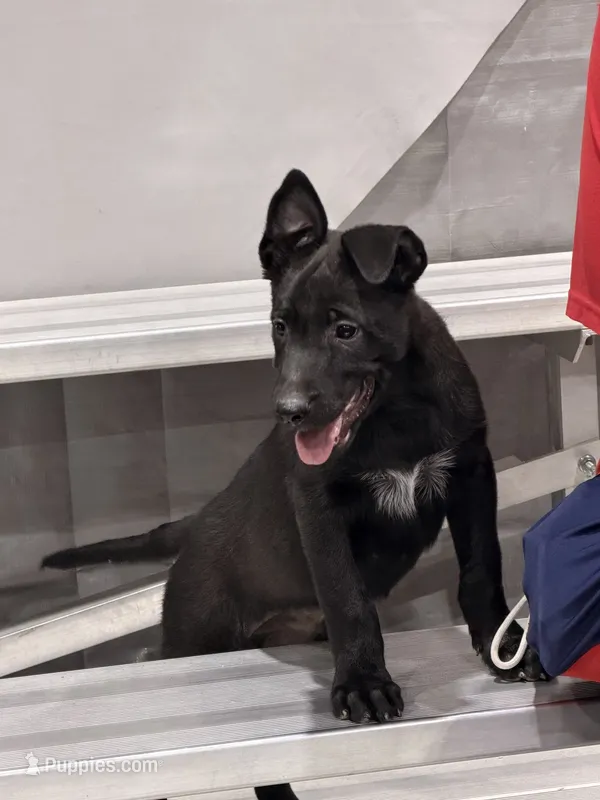 Jack  – Belgian Malinois puppy for sale in Colorado Springs, CO