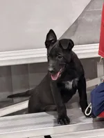 Jack , a male Belgian Malinois for sale in Colorado Springs, CO – 1 of 6