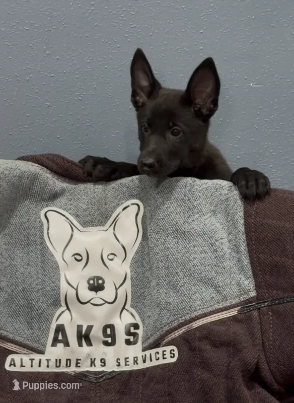 Zia – Belgian Malinois, German Shepherd Dog puppy for sale in Colorado Springs, CO