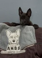 Zia, a female Belgian Malinois and German Shepherd Dog for sale in Colorado Springs, CO – 1 of 1