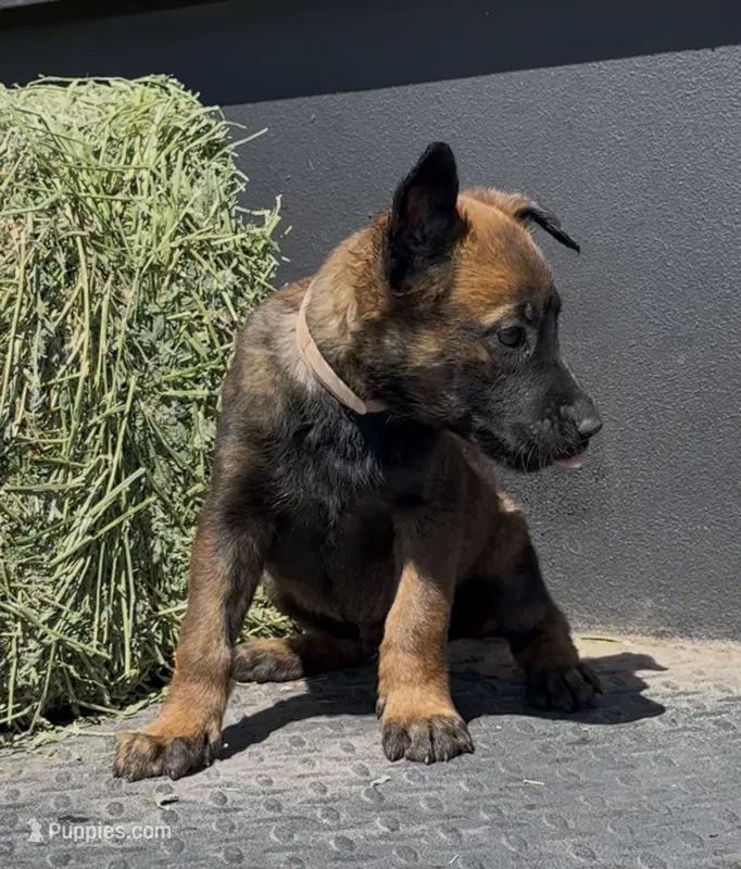 Tan – Belgian Malinois puppy for sale in Colorado Springs, CO
