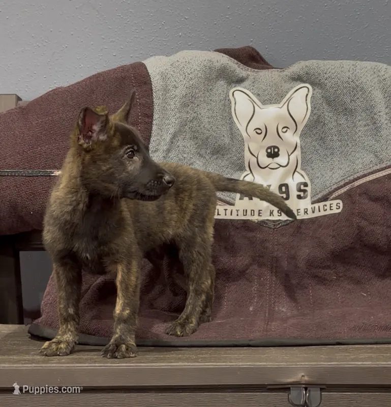 Lilly – Belgian Malinois, German Shepherd Dog puppy for sale in Colorado Springs, CO